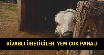 Sivas’ta Hayvan Üreticileri Dertli: Maliyetler Arttı