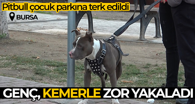 Çocuk parkına terkedilen Pitbull’u kemeriyle yakaladı