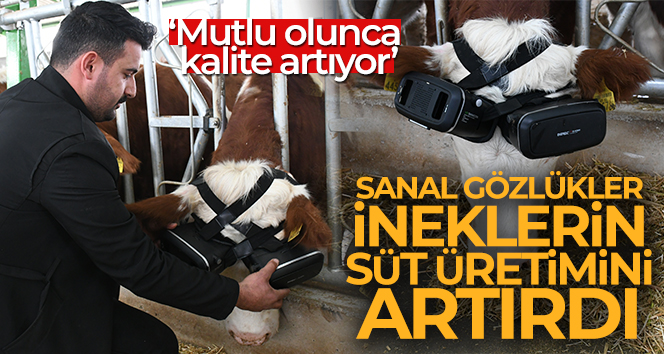 Sanal gerçeklik gözlüğüyle ineklerin süt verimliliği arttı