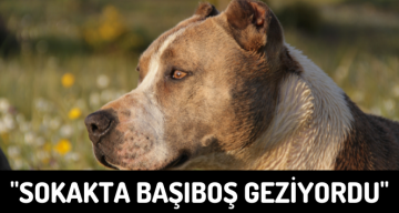 Sivas’ta Başıboş Gezen Pitbull Barınağa Götürüldü