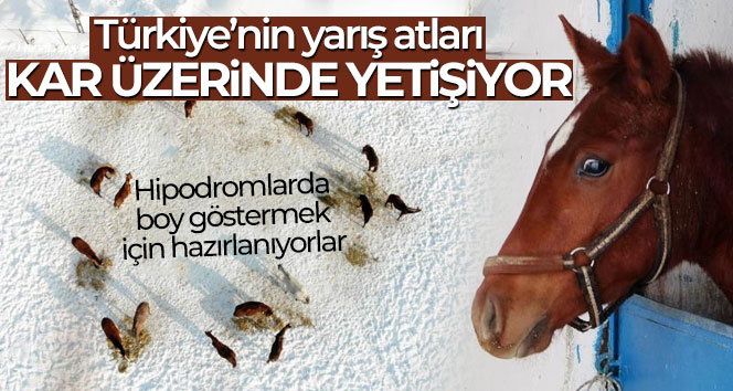 Türkiye’nin yarış atları kar üzerinde yetiştiriliyor