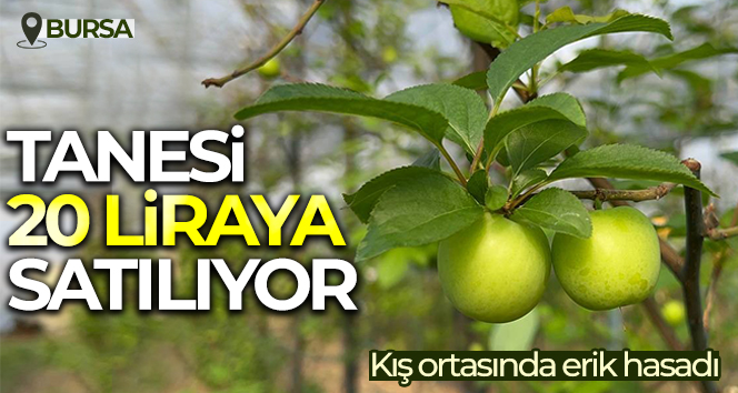 Kış ortasında Bursa’da erik hasadı…Tanesi 20 liraya satılıyor