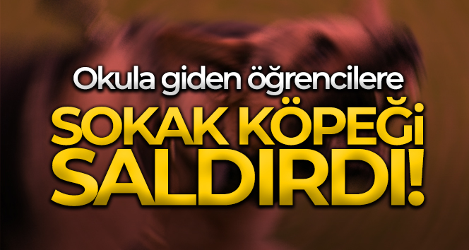 Çankaya’da yine köpek saldırısı