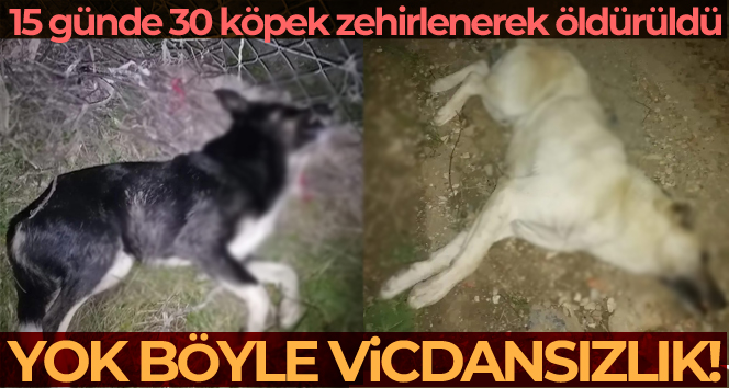 Yok böyle vicdansızlık…30 köpeği zehirleyip öldürdüler