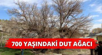 Zamana Meydan Okuyan Ağaç