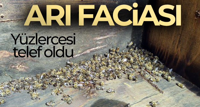 Bursa’da arı faciası…Yüzlerce kovan arı telef oldu