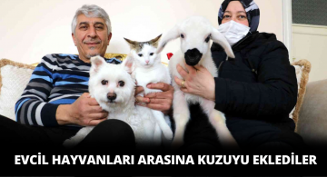 Torun Hasretini Kuzuyla Gideriyorlar