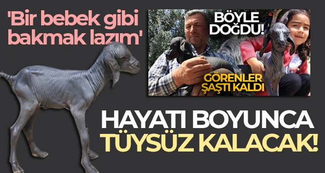 Hayatı boyunca tüysüz kalacak