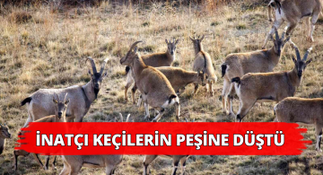 İnatçı Dağ Keçilerini Görüntülemeyi Başardı