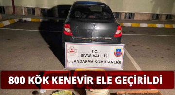 Sivas Şarkışla’da 800 Kök Kenevir Yakalandı