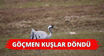 Turnalar Sivas’a Gelmeye Başladı