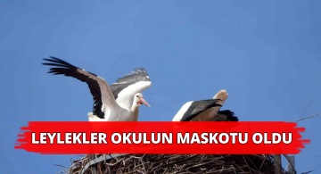 Okul Çatısındaki Leylekler Büyük İlgi Gördü!
