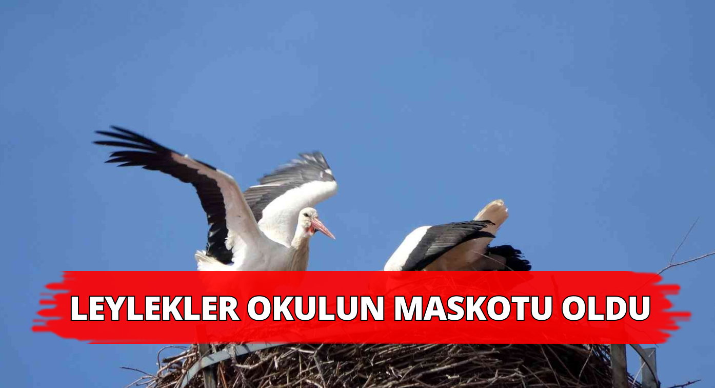 Okul Çatısındaki Leylekler Büyük İlgi Gördü!
