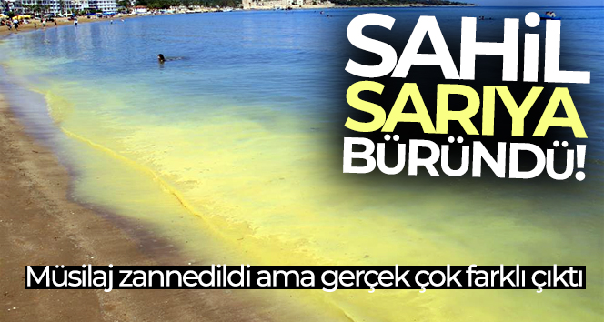 Müsilaj zannedilen polen sahili sarıya boyadı, binlerce arı telef oldu
