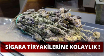 Bu Ot Tiryakilerin İşini Kolaylaştırıyor