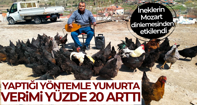 Tavuklarına her gün konser veriyor