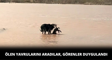 Ölen Yavrularını Kızılırmak’ta Aradılar, Görenleri Duygulandırdılar!
