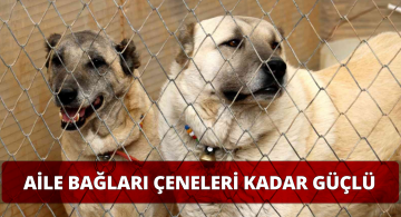 Aile Bağları En Güçlü Hayvanlar