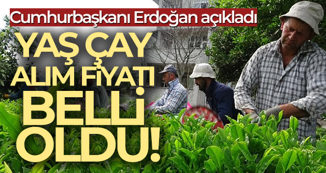 Cumhurbaşkanı Erdoğan yaş çay taban fiyatını desteklemeler ile birlikte 7 lira olarak açıkladı