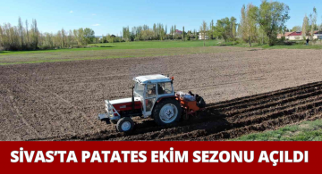 Sivas’ta Tohumluk Patatesler Toprakla Buluştu!