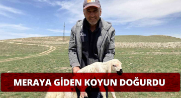 Meraya Çıkan Koyunlardan İlk Doğum Herkesi Mutlu Etti