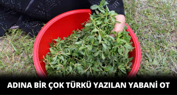 Sivas Denilince Akla İlk Gelen Bu Yabani Ot Lezzetiyle Dikkatleri Çekiyor