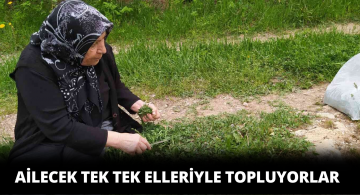 Bu Bitki Ailecek Tek Tek Elle Toplanıyor