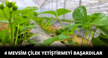 Sivas’ta 4 Mevsim Çilek Yetiştirmeyi Başardılar
