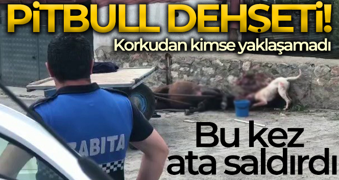 Ardahan’da köpek vahşeti kamerada