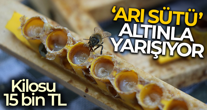 ‘Arı sütü’ altınla yarışıyor