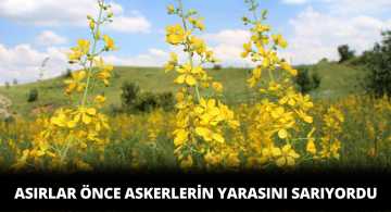 Sarı Kantaron Sağlık Sorunlarına Çare Oluyor!