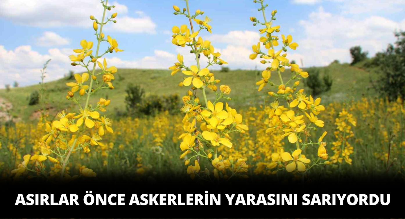 Sarı Kantaron Sağlık Sorunlarına Çare Oluyor!