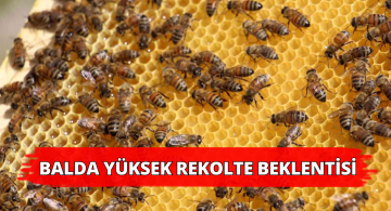 Bal Üreticilerinin Yüksek Rekolte Beklentisi