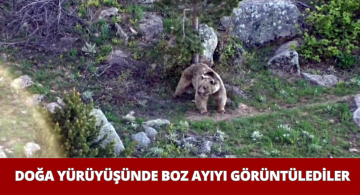 Yürüyüşe Çıkan Gezginler Boz Ayı İle Karşılaştılar