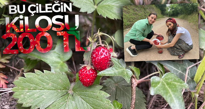 Bu çileğin kilosu 200 TL