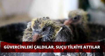 Güvercinleri Çalıp Hırsızlık Süsü Verdiler