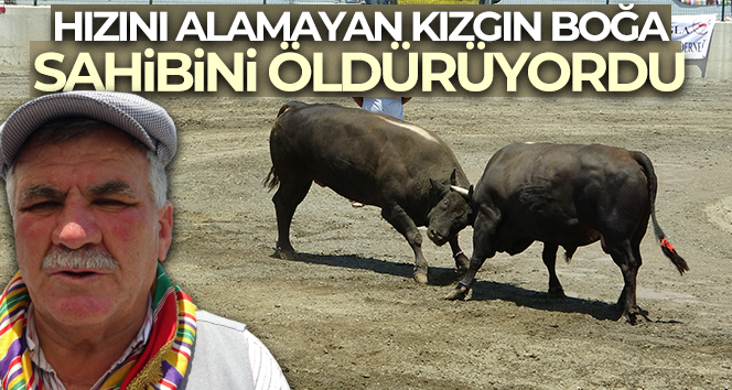 Hızını alamayan kızgın boğa sahibini öldürüyordu