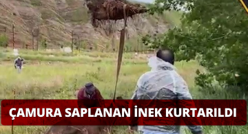 Belediye Ekipleri Çamura Saplanan İneği Kurtardı