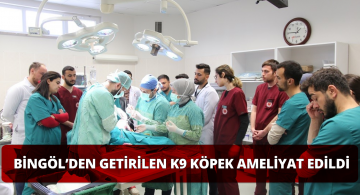 Bingöl’den Getirilen Köpek Sivas’ta Ameliyata Alındı