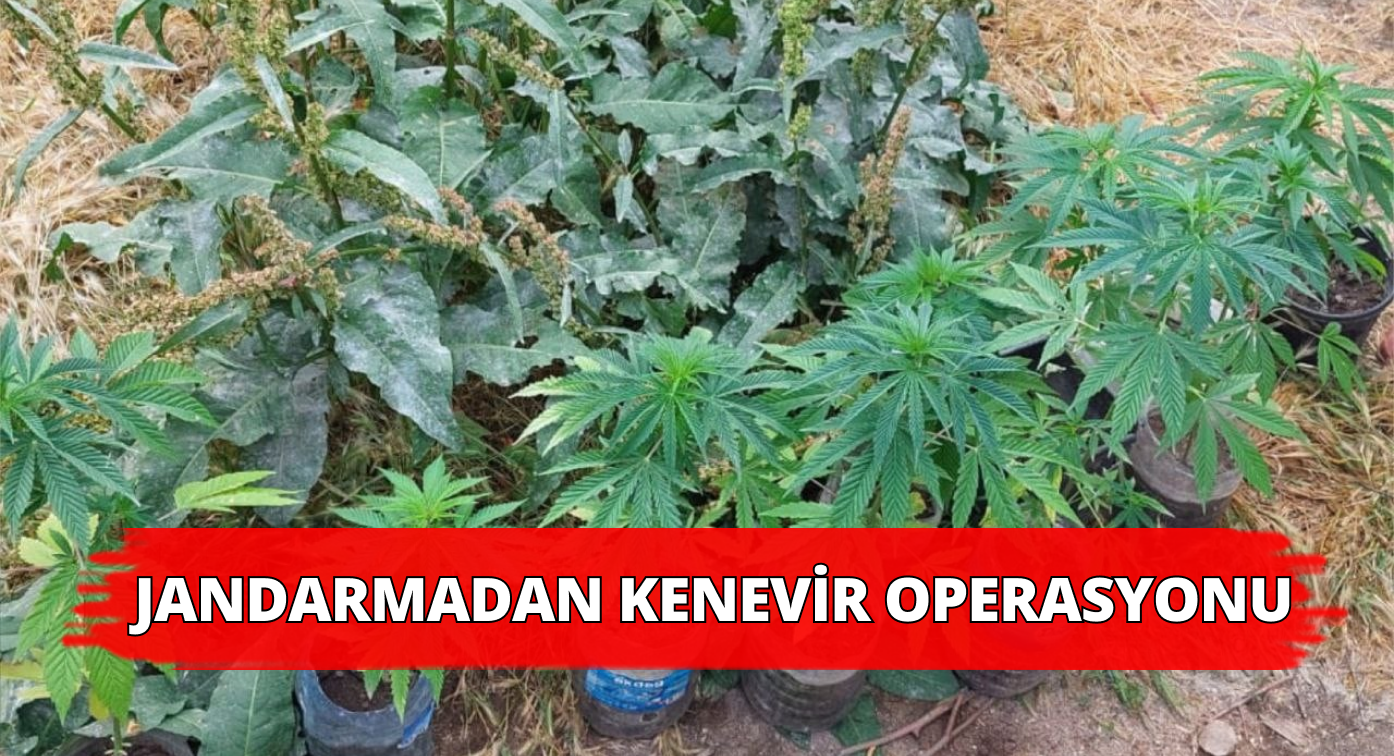 Jandarma Sivas’taki Operasyonda Hint Keneviri Yakaladı
