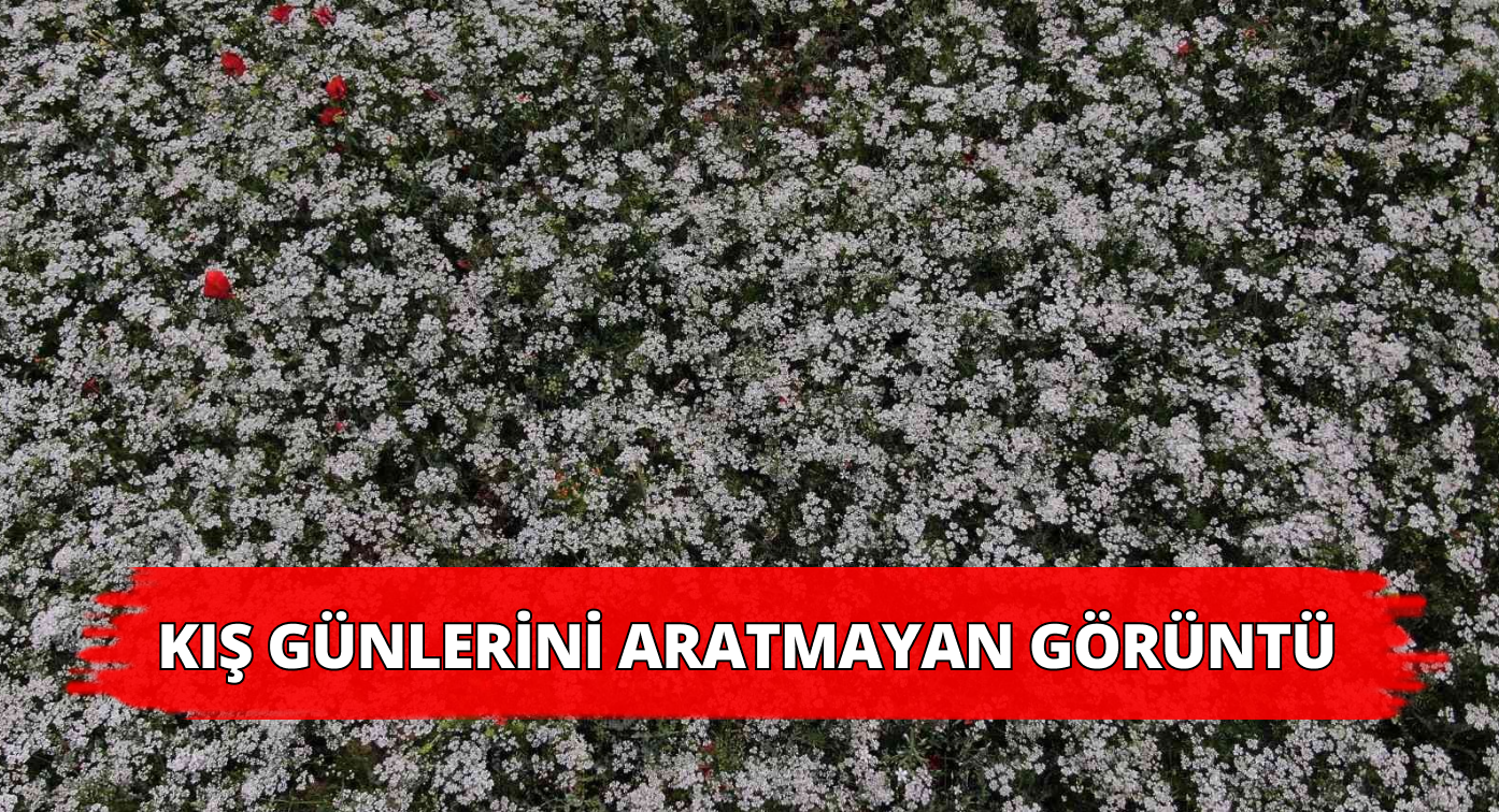 Sivas’ta Tarlalar Beyaza Büründü