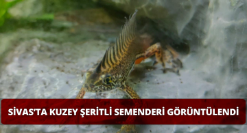 Kuzey Şeritli Semender Doğal Yaşam Alanında Görüntülendi