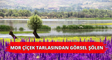Sivas’ta Baraj Kenarındaki Mor Çiçekler Güzel Manzaralar Oluşturdu
