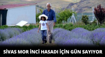 Sivas’ta Mor İnci Hasadı Yapılacak