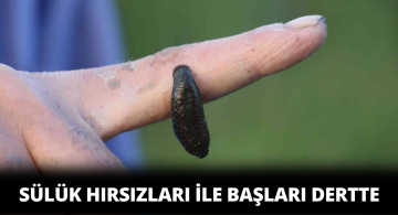 Sülük Hırsızları Göldeki Sülüklerin Yol Olmasına Sebep Olabilir