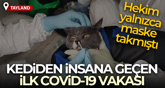 Tayland’da kediden insana geçen ilk Covid-19 vakası