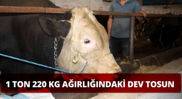 Bu Kurbanlık 72 Bin 500 Liraya Alıcı Buldu