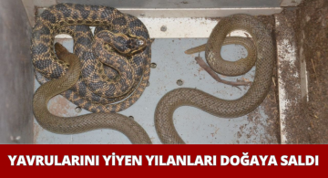 Yakaladığı Yılanları Nasihat Edip Bıraktı