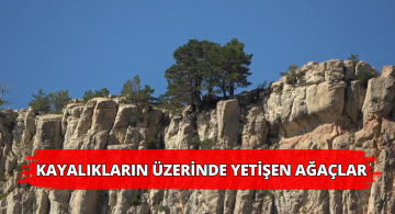 Kayaları Delip Çıkan Ağaçlar Görenleri Şaşırttı