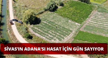 Sivas’ın Adana’sında Hasat Heyecanı!